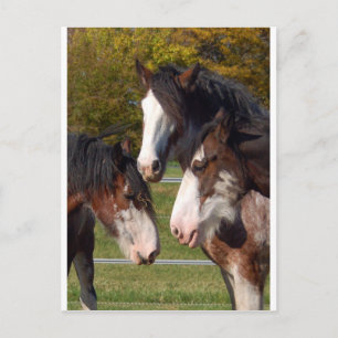 3 Clydesdale heads Postcard
