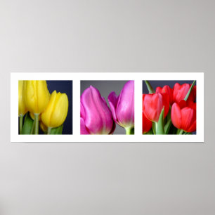 3 Colours Tulips Poster