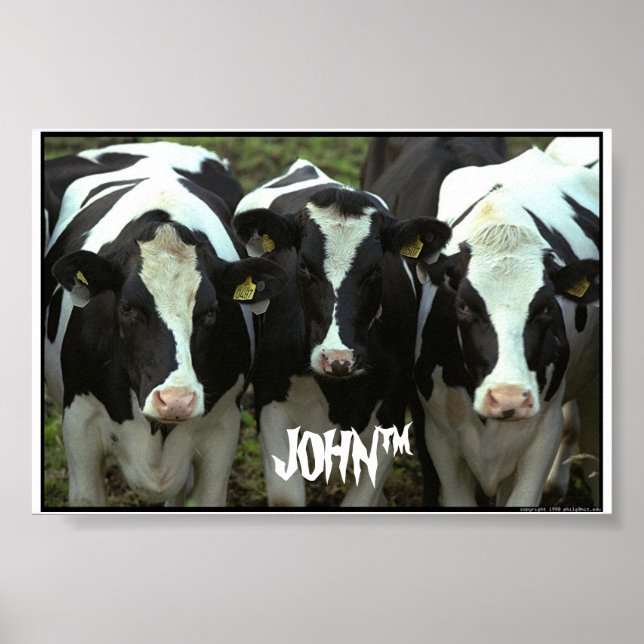 3 cow poster (Front)