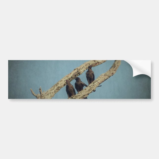 3 Crows Bumper Sticker (Front)