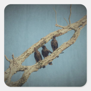 3 Crows Stickers