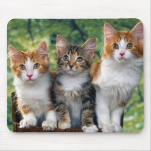 3-cute-kittens-with-nature-backgrounds_jpg mouse mat