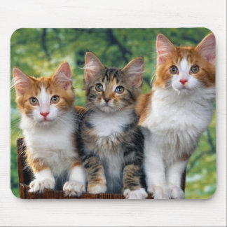 3-cute-kittens-with-nature-backgrounds_jpg mouse mat