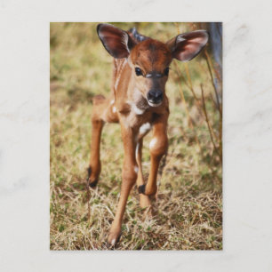 3 day old baby Nyala deer Postcard