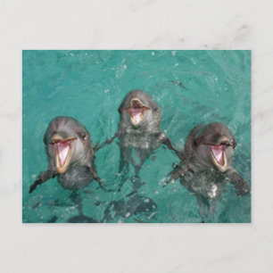 3 Dolphins smiling in the ocean Postcard