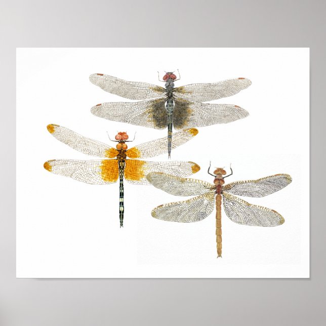 3 Dragonflies Poster (Front)