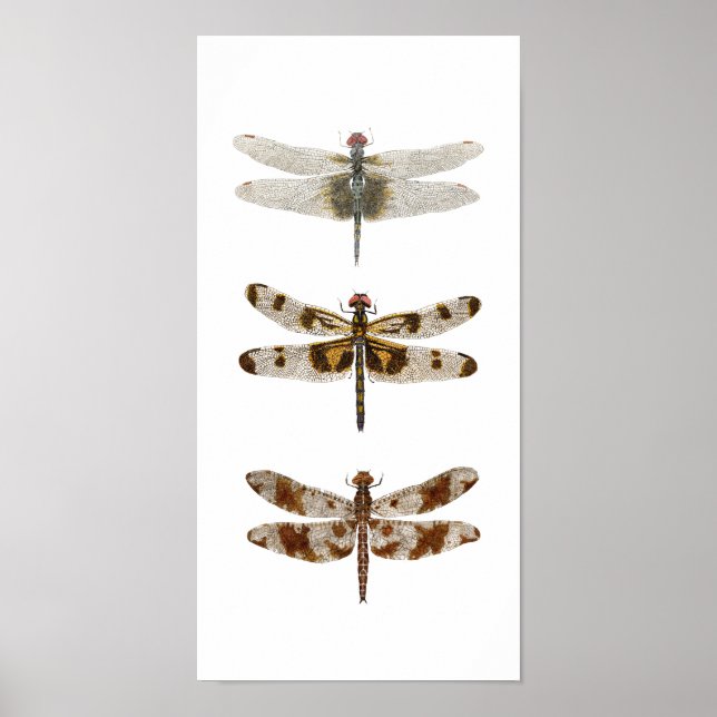 3 Dragonflies -Vertical Poster (Front)