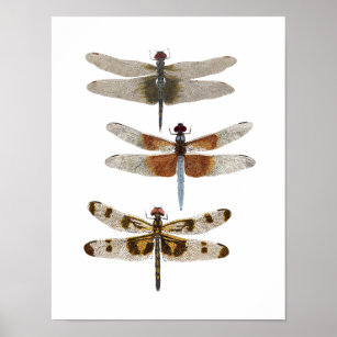 3 Dragonfly Species Poster