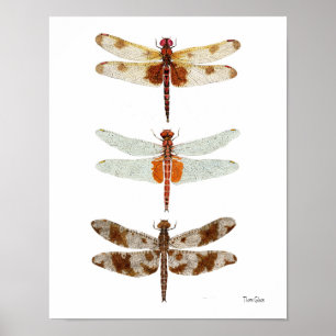 3 Dragonfly Species Poster