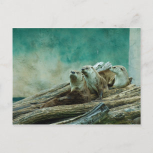 3 funny otters in a beautiful background of color postcard