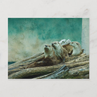 3 funny otters in a beautiful background of color postcard