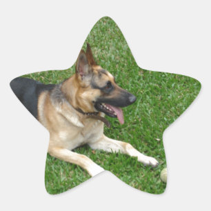 3 german-shepherd-laying.png star sticker