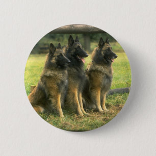 3-German Shepherds 6 Cm Round Badge