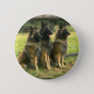 3-German Shepherds 6 Cm Round Badge