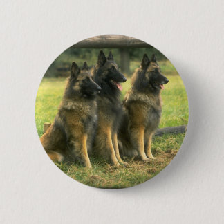 3-German Shepherds 6 Cm Round Badge