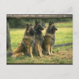 3-German Shepherds Postcard