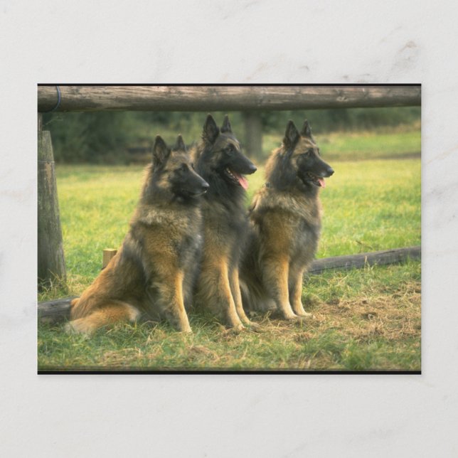 3-German Shepherds Postcard (Front)
