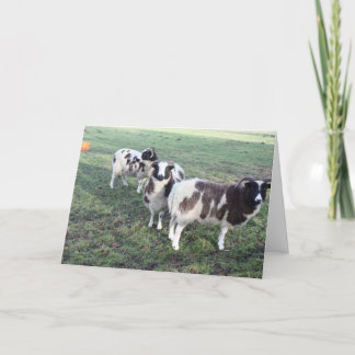 3 goats greeting card birthday