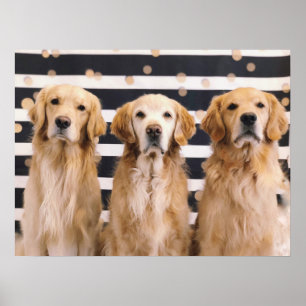 3 Golden Retrievers Poster