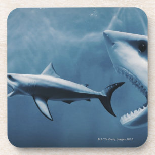 3 Great white sharks (Carcharodon carcharias) Coaster