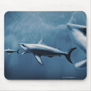 3 Great white sharks (Carcharodon carcharias) Mouse Mat