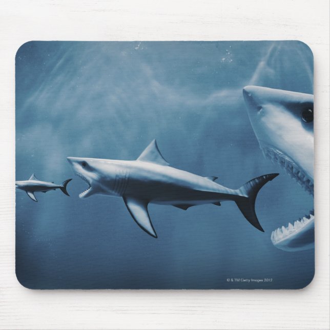 3 Great white sharks (Carcharodon carcharias) Mouse Mat (Front)