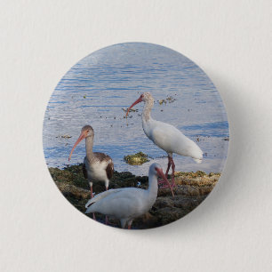 3 Ibis on the shore of Florida Bay 6 Cm Round Badge