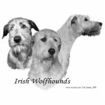 3 Irish Wolfhound heads Photo Sculpture Magnet<br><div class="desc">head study of three lovely wolfhounds</div>