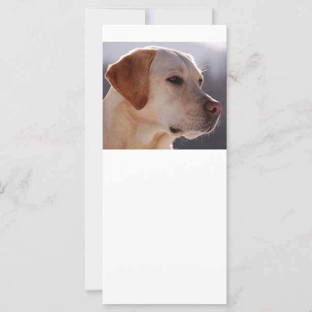 3 Labrador_Retriever (Front)