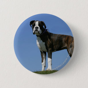 3 Month Old Boxer Puppy 6 Cm Round Badge