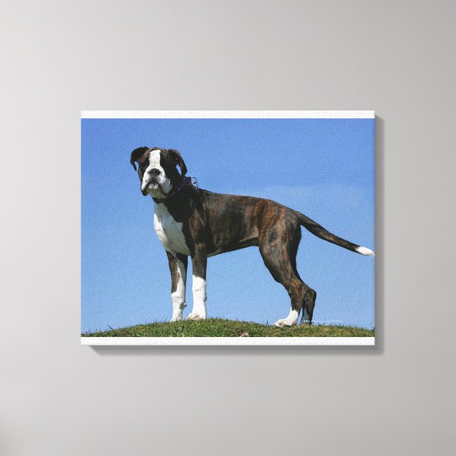 3 Month Old Boxer Puppy Canvas Print (Front)