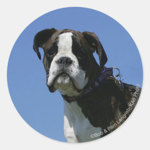 3 Month Old Boxer Puppy Classic Round Sticker