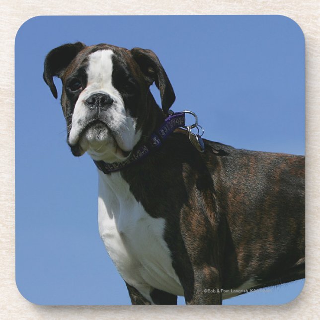 3 Month Old Boxer Puppy Coaster (Front)