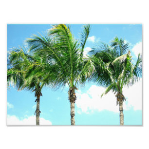 3 Palm Trees Photo Print