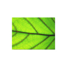 3 Panel Canvas print of Macro Leaf