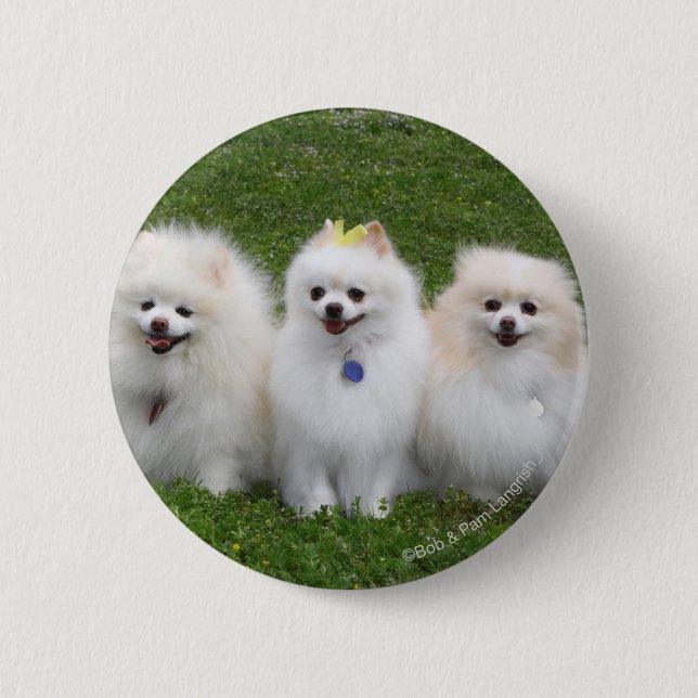 3 Pomeranians Sitting 6 Cm Round Badge (Front)