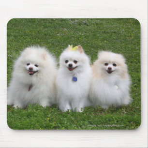 3 Pomeranians Sitting Mouse Mat