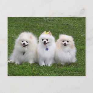 3 Pomeranians Sitting Postcard