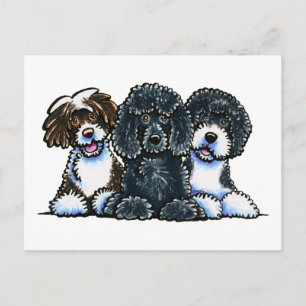 3 Portuguese Water Dogs Postcard