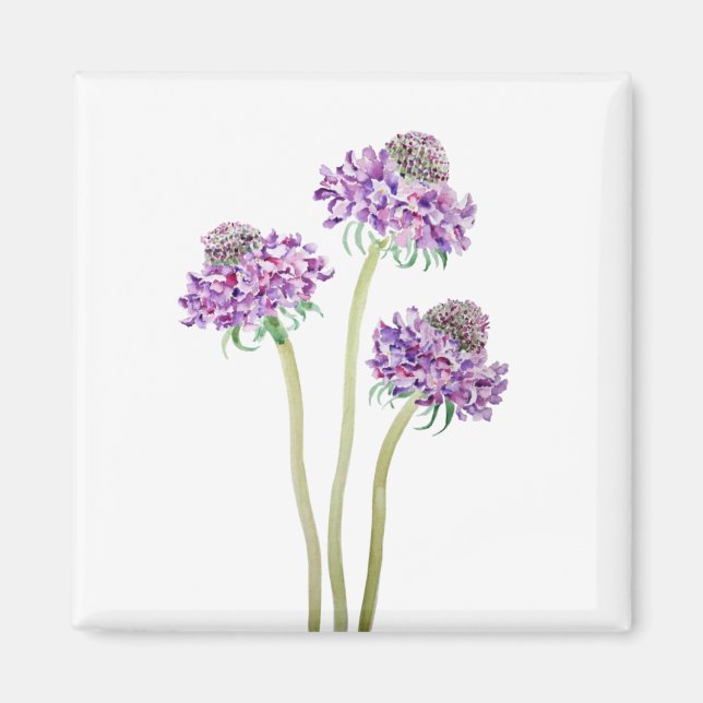 3 purple scabiosa scoop flowers watercolor magnet (Front)