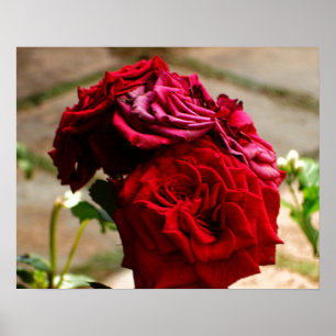 3 Roses in Bloom Poster