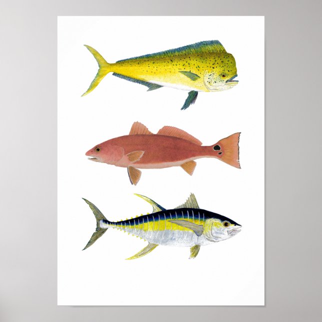3 Saltwater Gamefish Poster (Front)