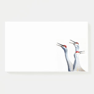 3 Sandhill Cranes Photo 10x6 Notes