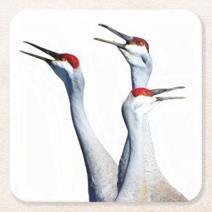 3 Sandhill Cranes Photo Paper Coaster