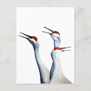 3 Sandhill Cranes Photo Stationery Postcard