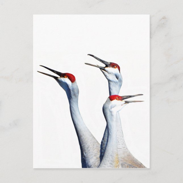 3 Sandhill Cranes Photo Stationery Postcard (Front)