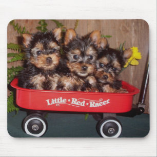 3 Silky Terrier Puppies Mouse Mat