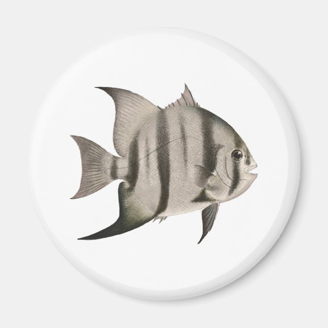 3 Spadefish Logo Magnet (Front)