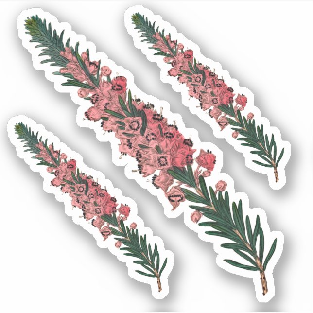 3 Sprigs of Cornish Heath (Erica vagans) - Contour (Front)