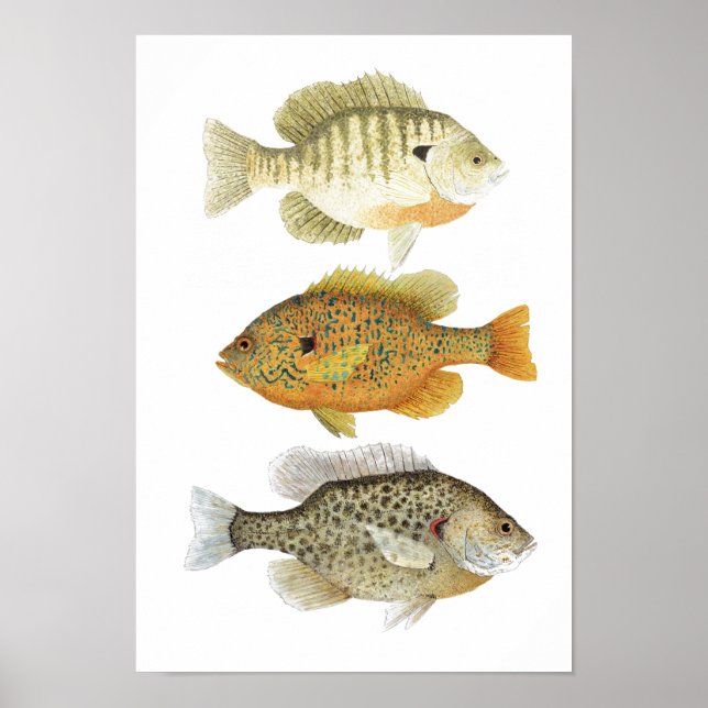 3 Sunfish Watercolor Studies Poster (Front)